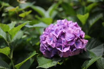 紫陽花