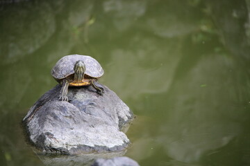 Fototapeta premium カメ