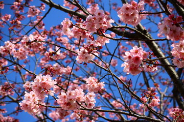 青空に映える桜