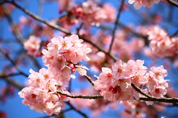 Obraz premium 青空に映える桜