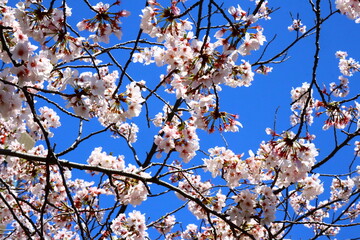 青空に映える満開の桜