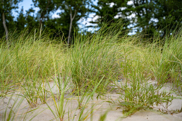 Green plants in natural sand dune.