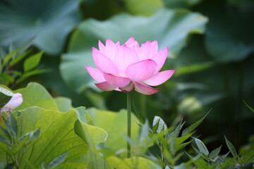 Fototapeta premium 蓮の花