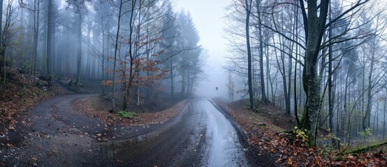 Obraz premium foggy forest road, nature, trees, autumn leaves, wet pavement, misty landscape, peaceful scene, tranquility, serene environment, winding path, atmospheric depth, soft light