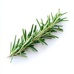 Fototapeta premium A single fresh sprig of rosemary, isolated on a white background, showcasing a fragrant herb