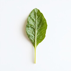 A single leaf of romaine lettuce, isolated on a white background, showcasing a fresh salad ingredient