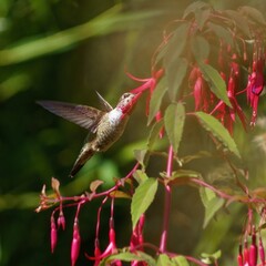 hummingbird in flight