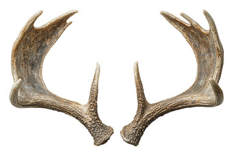 Fototapeta premium Close-up of Deer Antlers: A Natural Trophy