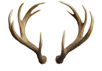 Close-up of a Pair of Deer Antlers - Wildlife Photography