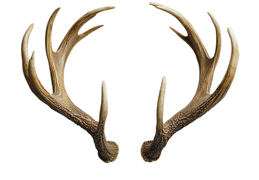 Close-up of a Pair of Deer Antlers - Wildlife Photography