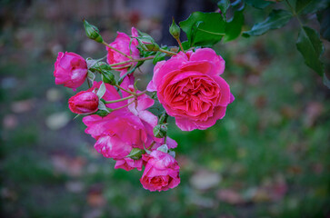 Roses in November in the garden.