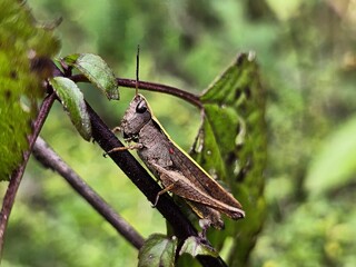 close up of a common grasshopper on a branch in the forest