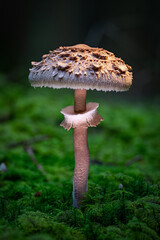 Parasol mushroom. Macrolepiota procera or Lepiota procera. growing in forest