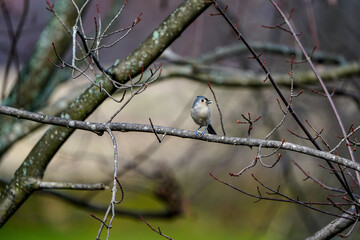 Fufted titmouse bird on a tree branch.