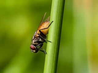 house fly on plant stem with blur background