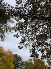 trees in autumn