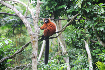 Red Ruffed Lemur Monkey sitting in a tree at Singapore Zoo