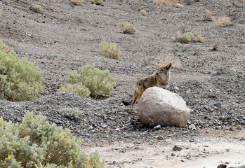 A coyote (Canis latrans) in Death Valley National Park, California.
