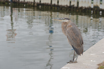 Isolated great blue gray heron perched on two legs on the edge of a metal concrete seawall. Looking into the water near marina. Profile view on a cloudy morning. Neck pulled back into an
s shape.Calm 