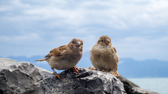 Two sparrows perch on rocks at Lake Leman, Switzerland