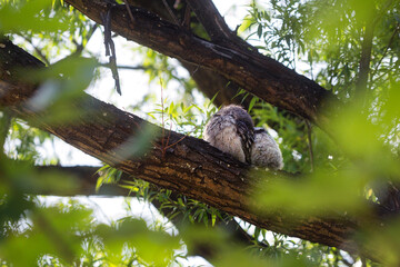 Adult and juvenile Tawny Frogmouth birds perched high on a tree branch