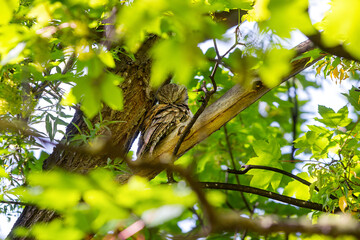 Tawny Frogmouth bird perched high on a tree branch