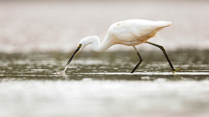 Elegant White Egret Captured Fishing in Shallow Waters
