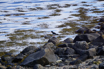 2024.04.21 Gjemnes, Angvika, Hjelset