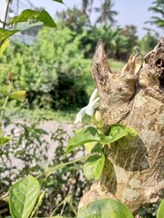 White jasmine or Jasminum sambac is a species of jasmine originating from southern Asia in India, Myanmar and Sri Lanka. Its spread starts from Hindustan to Indochina, then the Malay Archipelago