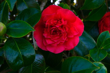 red rose in garden