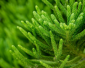 Tips of Norfolk Pine tree branch, closeup, selective focus, bright green, growing, needles,...