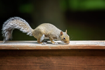 squirrel 