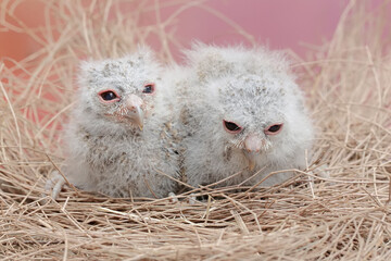 Two Javan scops owl chicks are resting in the nest. This nocturnal bird has the scientific name...