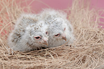 Two Javan scops owl chicks are resting in the nest. This nocturnal bird has the scientific name Otus lempiji.