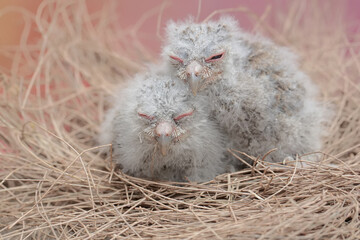 Two Javan scops owl chicks are resting in the nest. This nocturnal bird has the scientific name...