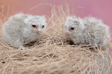 Two Javan scops owl chicks are resting in the nest. This nocturnal bird has the scientific name...