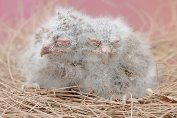 Two Javan scops owl chicks are resting in the nest. This nocturnal bird has the scientific name...