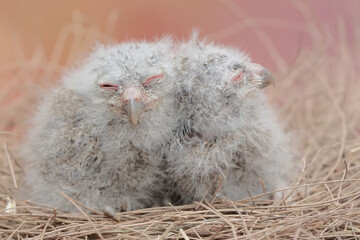 Two Javan scops owl chicks are resting in the nest. This nocturnal bird has the scientific name...