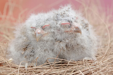 Two Javan scops owl chicks are resting in the nest. This nocturnal bird has the scientific name Otus lempiji.
