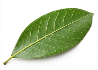 Obraz premium Lignum Vitae Leaf Macro Closeup - Detailed White Background