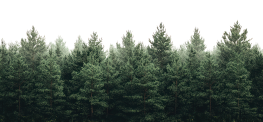 PNG Forest nature trees pine.