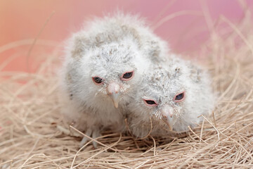 Two Javan scops owl chicks are resting in the nest. This nocturnal bird has the scientific name Otus lempiji.
