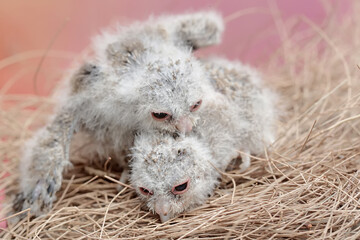 Two Javan scops owl chicks are resting in the nest. This nocturnal bird has the scientific name...
