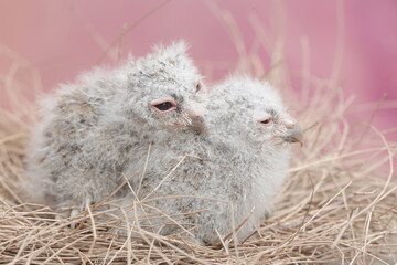 Two Javan scops owl chicks are resting in the nest. This nocturnal bird has the scientific name...