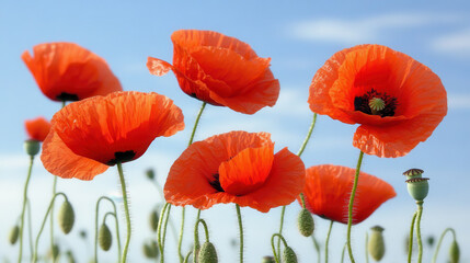 Fototapeta premium Vibrant red poppy flowers sway gently in sunny field, creating stunning visual display. Their delicate petals and green stems add to beauty of nature
