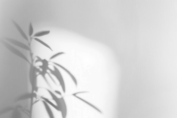 PNG Shadow from plant minimalist soft atmosphere.