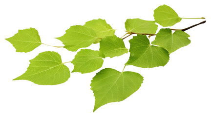 PNG Greem birch leaves plant green herbs.