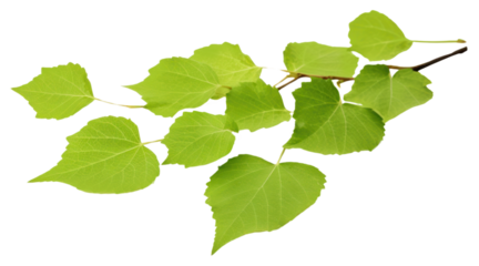 PNG Greem birch leaves plant green herbs.