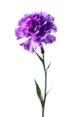 Violet colored carnation