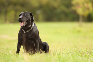 Adorable Labrador Retriever dog sitting on green grass. Space for text